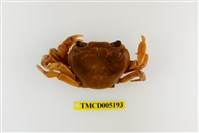 藏品(拉氏清溪蟹)的圖片